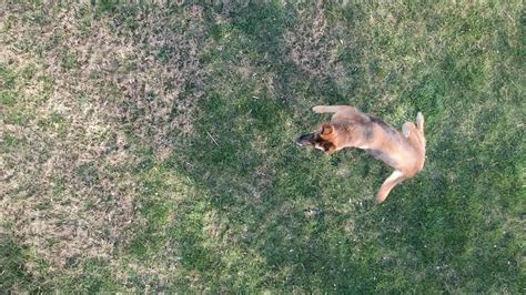 dog jumping  drone youtube
