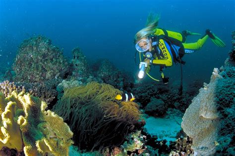 explore  underwater world  oman rich  biodiversity  plankton scubadiving oman