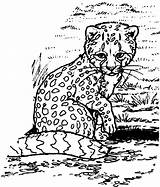Cheetah Gepard Cubs Uniquecoloringpages Coloringhome sketch template