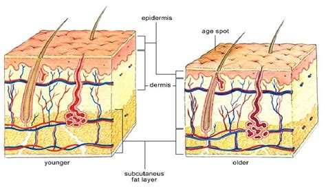 skin  age  scientific diagram
