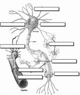 Neuron Nervous Physiology Neurons Anatomie Labeling Cells Apologia Psychology Igcse Organe Physiologie Vorlagen Cnn Ciclo Unlabeled Medizin Test Biología Structures sketch template