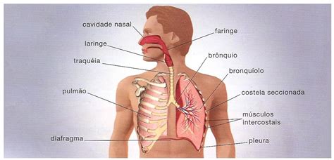 blog de cn  ano trabalho sistema respiratorio