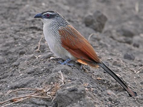 white browed coucal isafiri