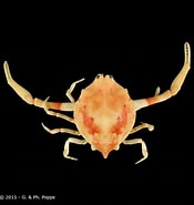 Afbeeldingsresultaten voor Myra affinis. Grootte: 175 x 185. Bron: www.crustaceology.com