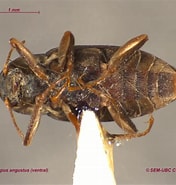 Afbeeldingsresultaten voor "mesorhabdus Angustus". Grootte: 176 x 185. Bron: www.zoology.ubc.ca