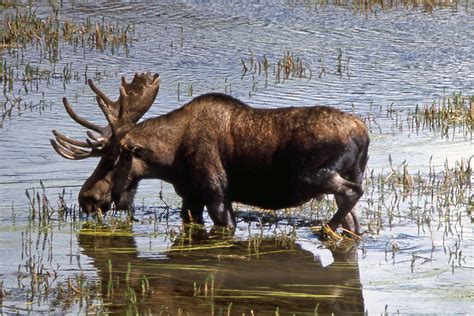 moose elk facts  adaptations alces alces