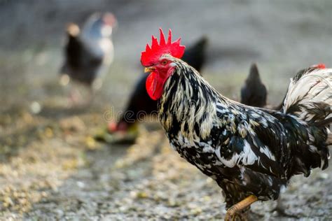 chickens  traditional  range poultry farm golden hour rooster