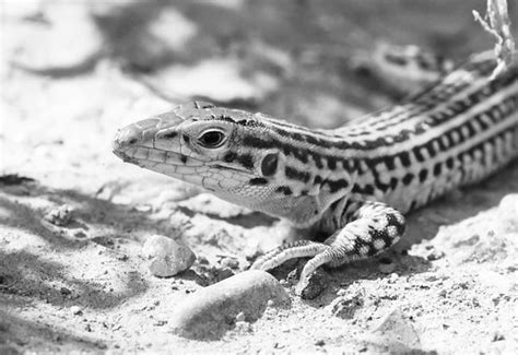 colorado checkered whiptail whiptails  daytime hunters flickr