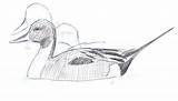 Pintail Drawing Pro Ducks Draw sketch template