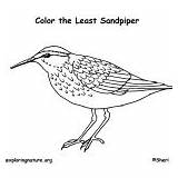 Birds Least Coloring Sandpiper Category sketch template