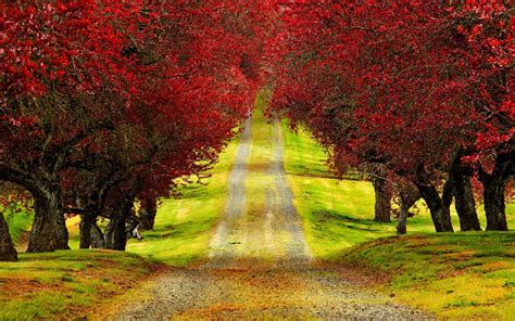 red trees hd wallpaper