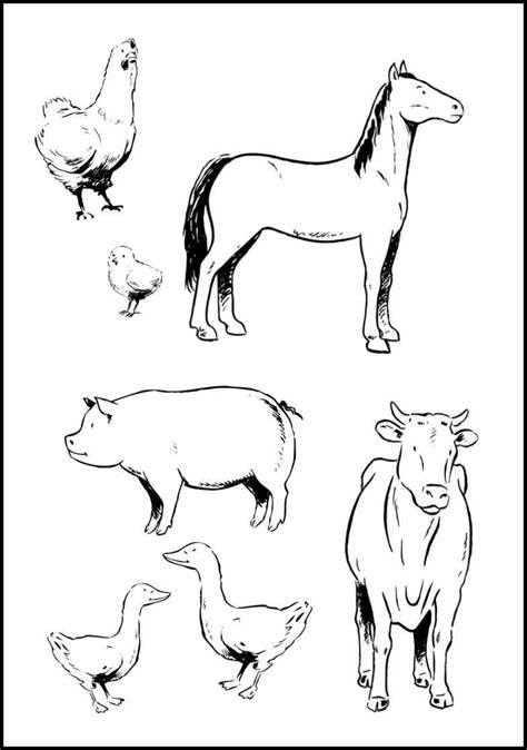 colouring worksheet  domestic animals
