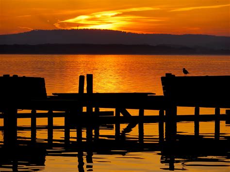 steinhuder meer moewe  der promenade foto bild sonnenuntergaenge