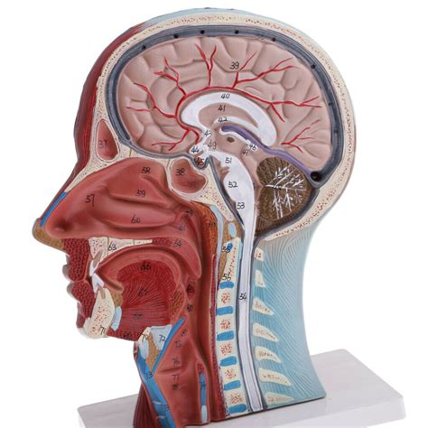 human head neck model medical anatomy archidemia