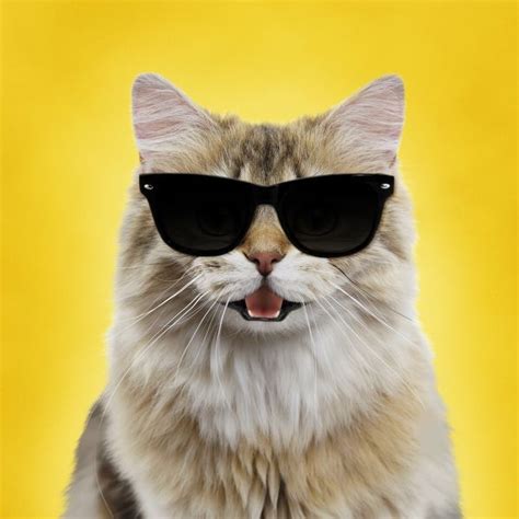 Cute Cat Smiling And Laughing Wearing Sun Glasses Print 13438145