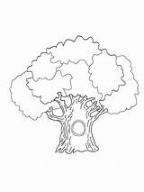 Coloring Pages Trees Tree Printable Deciduous Coniferous Contains Fruit Section Both Mycoloring sketch template