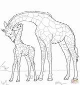 Giraffe Coloring Baby Mother Pages Drawing Giraffes Outline Supercoloring Printable Animals Color Colouring Cute Animal Drawings Sheets Sheet Colour Book sketch template