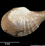 Afbeeldingsresultaten voor "cardiomya Costellata". Grootte: 184 x 185. Bron: www.naturalhistory.museumwales.ac.uk