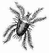 Mite Acarina Mites Form Amalgamated Ticks sketch template
