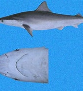 Afbeeldingsresultaten voor "carcharhinus Porosus". Grootte: 170 x 185. Bron: fishbiosystem.ru