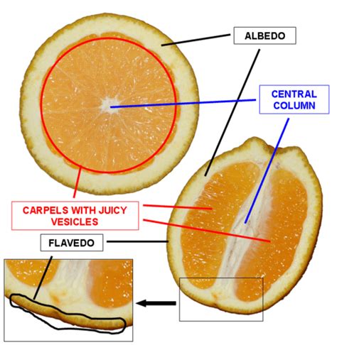 facts   orange tree description types  hubpages