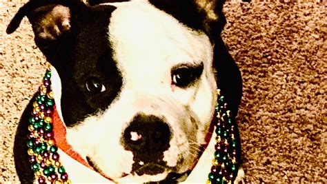 fundraiser by carlisha lyles help capone with emergency surgery