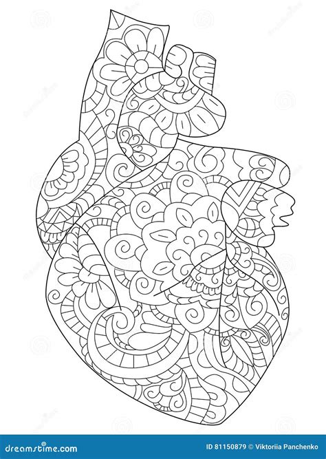 anatomical heart coloring book vector  adults stock vector