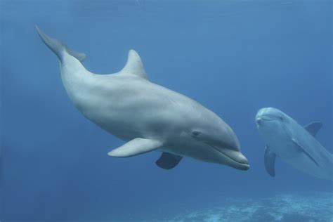 delfin alle infos im steckbrief