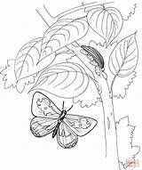 Butterfly Mariposa Oruga Colorear Bruco Kleurplaten Disegno Vlinder Rups Kleurplaat Supercoloring Boom Vole Papillon Incantevole Papillons Voorbeeldsjabloon Printen sketch template
