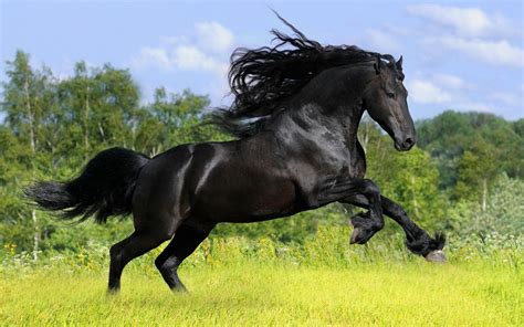 black friesian horses  horse names horse wallpaper
