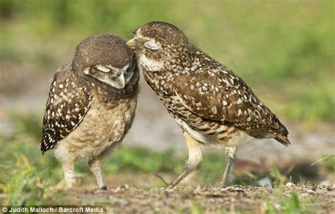 can i have a peck on the cheek love birds appear to share a tender