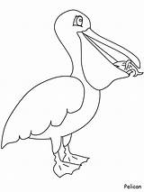 Pelican Coloring Pages Pelicans Animals Birds Printable Template Color Clipart Boyama Colouring Bird Pdf Orleans Kuş Coloriage Drawings Kids Comment sketch template
