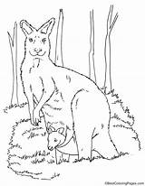 Coloring Kangaroo Joey Pages Colouring Kids Visit Bestcoloringpages Sheets sketch template
