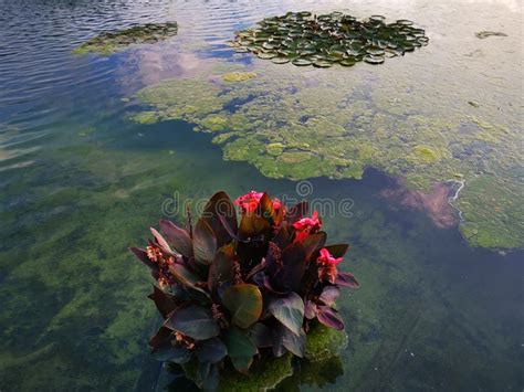 Water Lilies On The Surface Of The Lake Stock Image Image Of Leaf