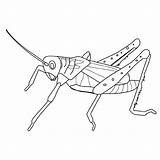Grasshopper Coloring Pages Animals Sauterelle Printable Clipart Bug Insect Dessin Coloriage Kb Imprimer Library Drawing Popular Books sketch template