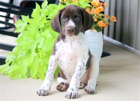 german shorthaired pointer poodle mix puppies  sale german