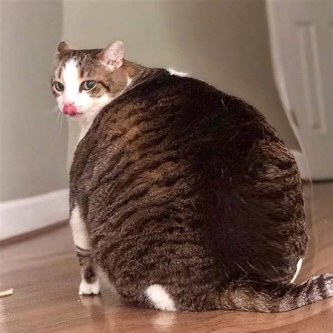 big fat cat breeds pets lovers