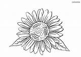 Sunflower Coloring Sonnenblumen Blumen Sonnenblume Malvorlage Sunflowers Kostenlos sketch template