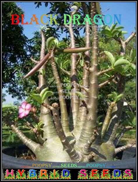 Black Dragon Plant Bonsai Adenium Arabicum Desert Rose 5 Seeds Per Pack
