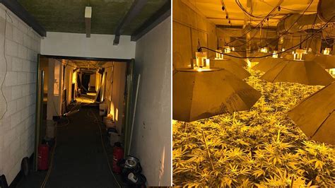 Nuclear Bunker Raid Finds £1m Cannabis Farm Bbc News