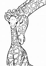 Giraffe Giraffa Pianetabambini Stampare Potrete Desiderata Stamparla Diretta Salvarla Ingrandita Scaricarla Maniera Oppure Vostro Tramite sketch template