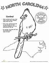 Carolina North Bird Coloring State Worksheets Facts Worksheet History Studies Social Birds Grade Cardinal 4th Education Nc Color Teaching 453px sketch template