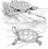 Coloring Turtle Pages Printable Terrapin Pond Turtles Terrapins Two Color Slider Eared Red Supercoloring Categories sketch template
