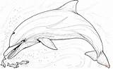 Coloring Pages Dolphin Fish Several Little sketch template