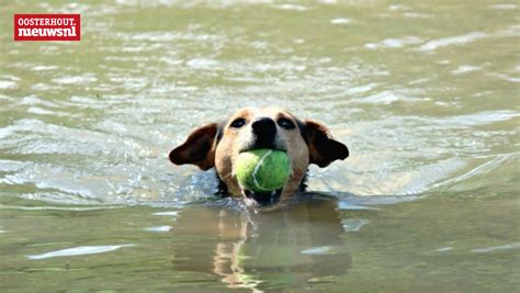 zwemmen  stilstaand water  hond het leven kosten oosterhout
