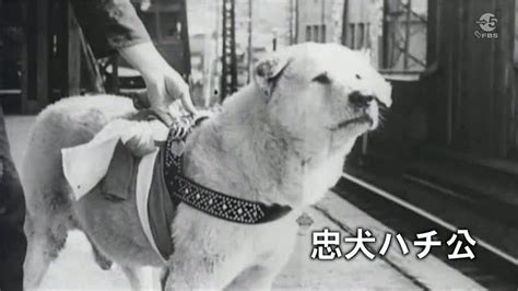 hachiko the house of two bows 雙寶之屋