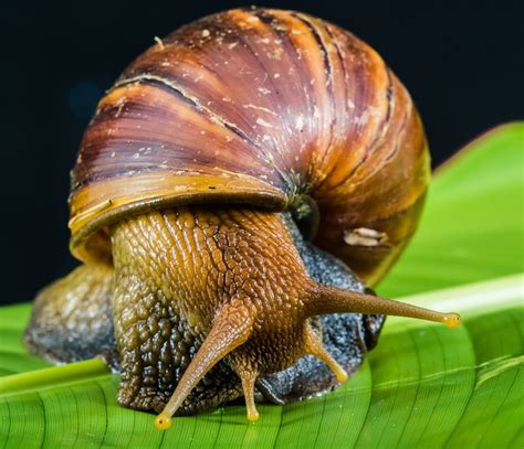 snails mate  interesting question     interesting answer hubpages