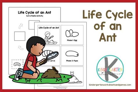life cycle   ant printable