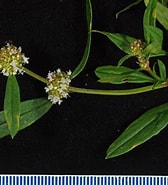 Image result for "hymeraphia Verticillata". Size: 168 x 185. Source: www.phytoimages.siu.edu
