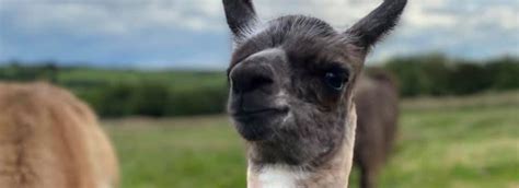 louth llama trekking visit lincolnshire